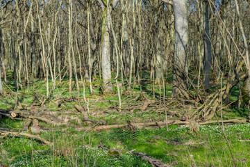 wild untourched forest at the coast of Usedom near Lütow