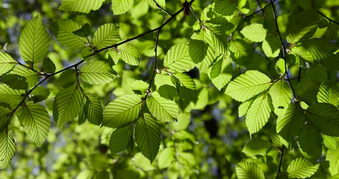 beautiful green foliage of hornbeam trees in sunny weather, beautiful green foliage of hornbeam in warm clear weather