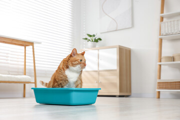 Cute ginger cat in litter tray at home. Space for text