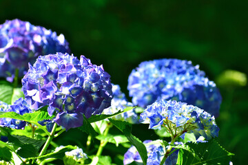 紫陽花　三景園