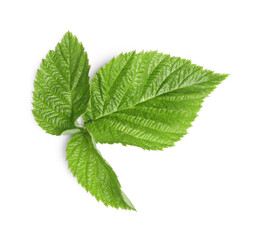 Fresh green blackberry leaves isolated on white, top view