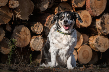 Czarno-biały pies we lesie na tle drewna - obrazy, fototapety, plakaty