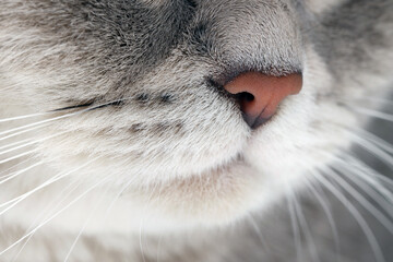 Adorable cat, macro photo of muzzle. Lovely pet