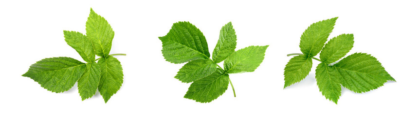 Set with green raspberry leaves isolated on white