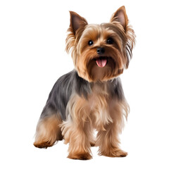 Yorkshire Terrier Dog with Transparent Background
