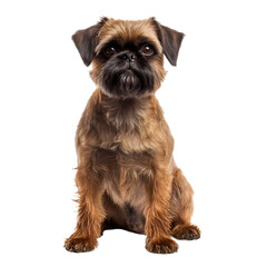 Brussels Griffon Dog with Transparent Background