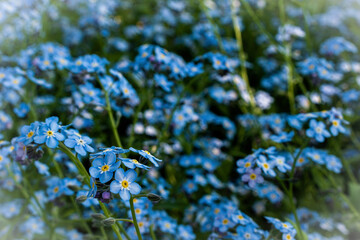 blue wild flowers