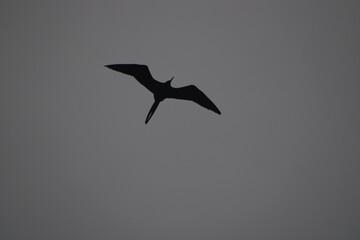 bird in flight