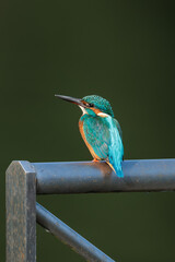 Kingfisher(Alcedo atthis)