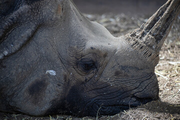 Obraz premium a close-up photo of a rhinoceros