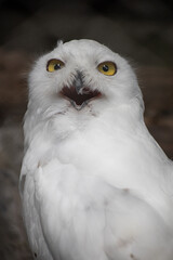 A close-up shot of an owl
