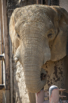 a close-up photo of an elephant