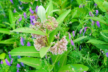 Landscape of Lake Champlain and island at Vermont, USA	