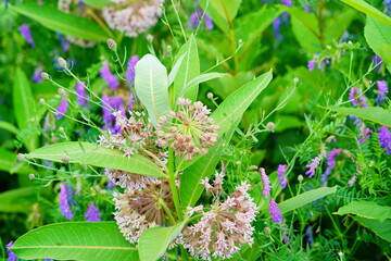 Landscape of Lake Champlain and island at Vermont, USA	