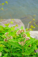 Landscape of Lake Champlain and island at Vermont, USA	