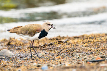 Southern Lapwing