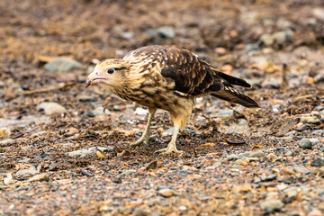 Yellow headed Caracara