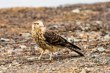 Yellow headed Caracara