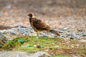 Yellow headed Caracara