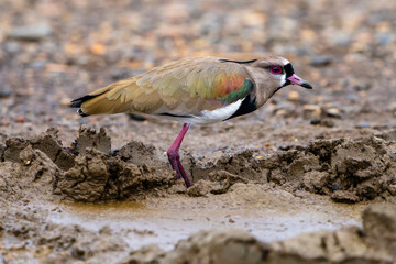 Obraz premium Southern Lapwing