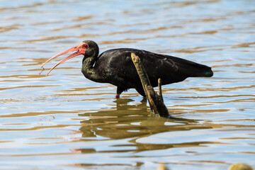 Bare-faced  Ibis