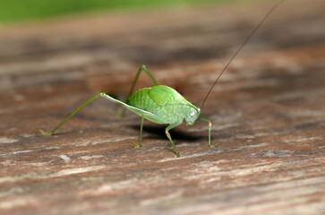 Side view of Japanese katydid larva (Sunny outdoor closeup macro photograph)