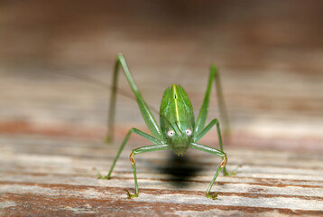 正面を向いたつぶらな瞳とおどけた表情のキリギリスの幼虫（マクロレンズ使用・自然光・接写写真）