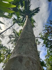 a tall coconut trunk from below faces the sky