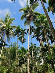 beautiful coconut trees under blue sky