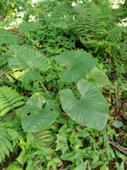 beautiful taro leaves among the weeds