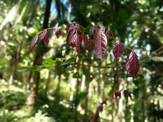red young leaves hanging with the branch