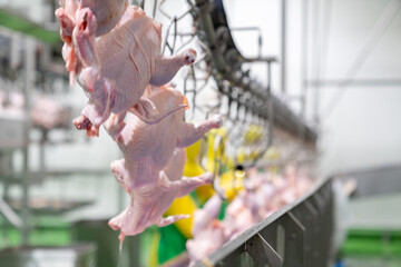 Chicken hang on jack conveyor in factory line.