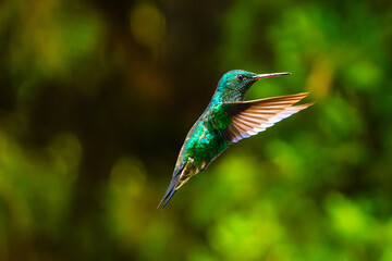 Green Hummingbird