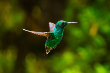 Green Hummingbird