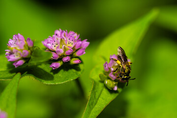 Wasp on a flower