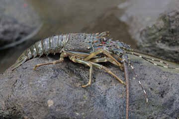 A brown rock lobster looking for food in shallow sea water where there is a lot of algae growing. This marine animal with high economic value has the scientific name Panulirus homarus.