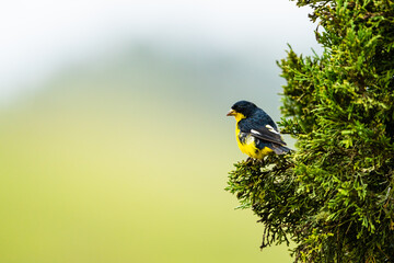 Brush finch on a tree