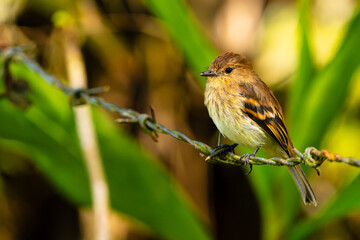Flycatcher