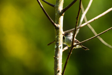 Bird on a tree
