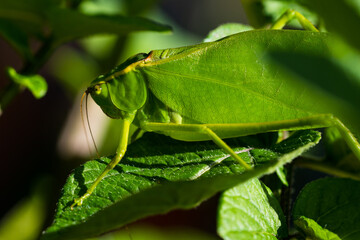 grasshopper on a leaf