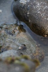 Sea Snail in the Water