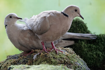 A pair of Eurasian collared doves are looking for food on a moss-covered rock. This bird has the...
