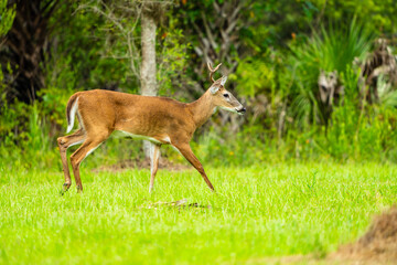 Deer in the woods