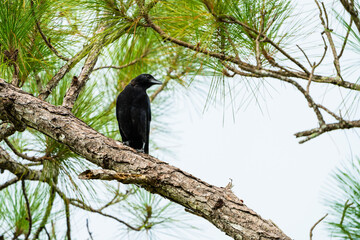 crow on a tree