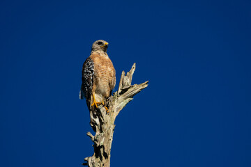 Hawk