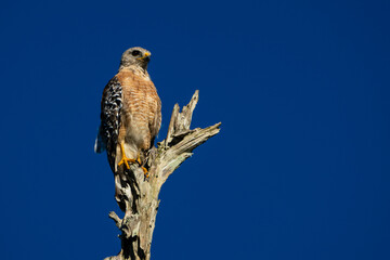 Hawk