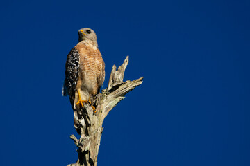 Hawk