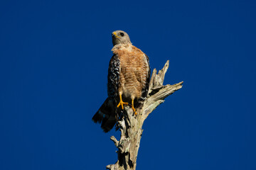 Hawk