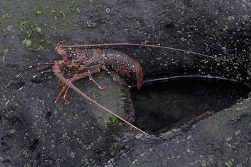 A long-legged spiny lobster looking for food in shallow sea water where there is a lot of algae...