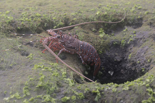 A long-legged spiny lobster looking for food in shallow sea water where there is a lot of algae growing. This marine animal with high economic value has the scientific name Panulirus longipes.